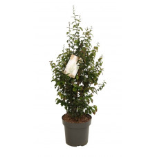 arbre de fer Persian Spire - 80 cm en pot de 10 litres