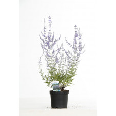 perovskia blue spire en pot de 3 litres