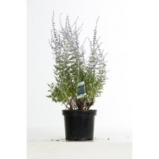 perovskia blue spire en pot de 7.5 litres