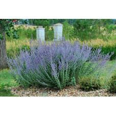 perovskia blue spire en fleurs (floraison tout l'été)