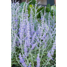 fleurs du perovskia (floraison tout l'été)