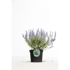 perovskia laceu blue Lisslitt en pot de 3 litres