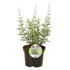 perovskia Lacey blue Lisslitt en pot de 3 litres (avant floraison)