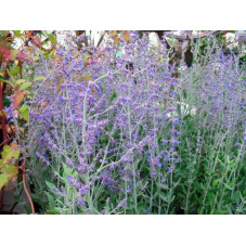 fleurs du perovskia little spire (floraison de juillet à octobre)