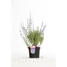 perovskia little spire en pot de 3 litres en fleurs