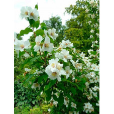 fleurs doubles du seringat belle étoile (floraison au printemps)