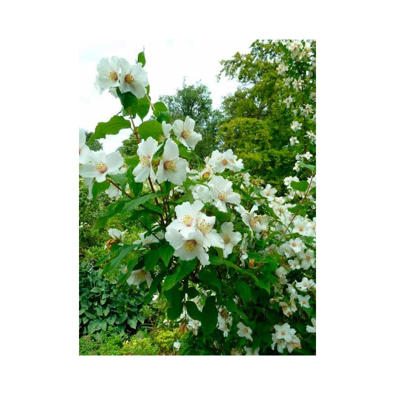 fleurs doubles du seringat belle étoile (floraison au printemps) fleurs doubles du seringat belle étoile (floraison au printemps)