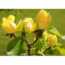 magnolia Yellow Bird - fleurs