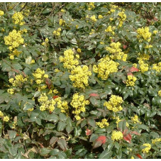 mahonia aquifolium Appolo - floraison février et mars