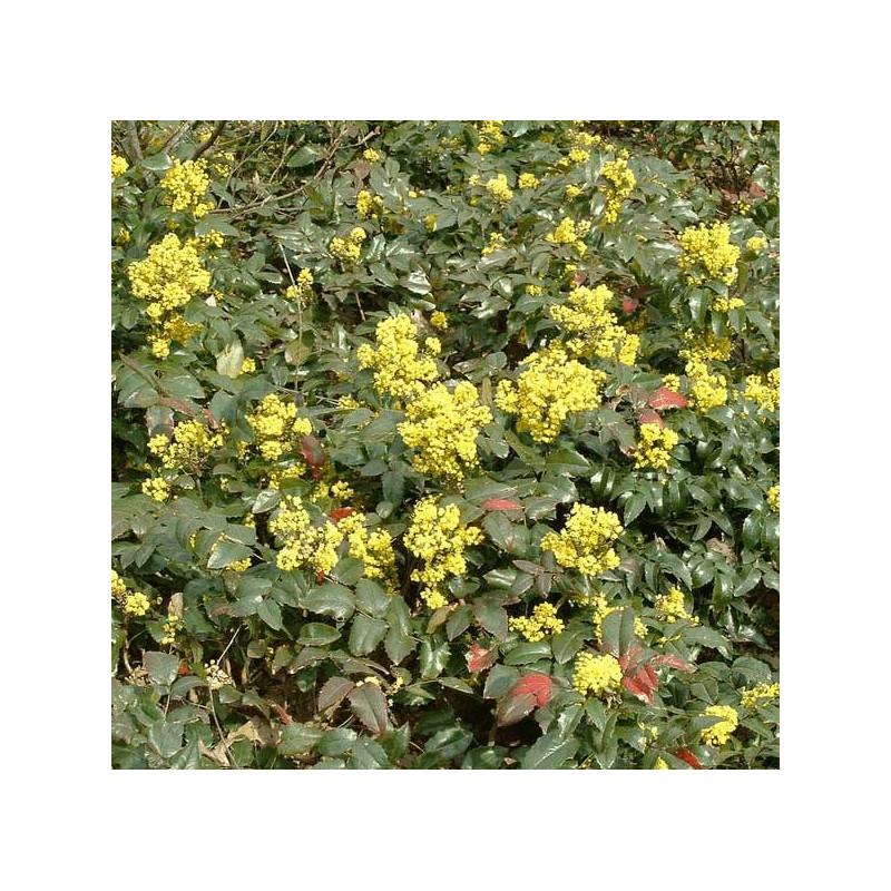 mahonia aquifolium Appolo - floraison février et mars