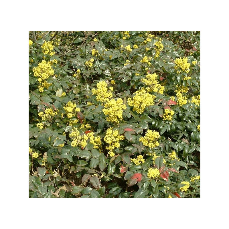 mahonia aquifolium Appolo - floraison février et mars mahonia aquifolium Appolo - floraison février et mars