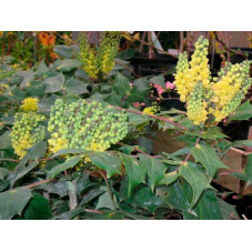 floraison du Mahonia Japonica de décembre à mars.