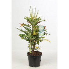 mahonia media Charity 40 cm en pot de 3 litres