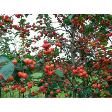 petits fruits décoratifs pendant le période hivernale