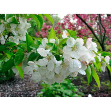 fleurs blanches du pommier Evereste (floraison au printemps)