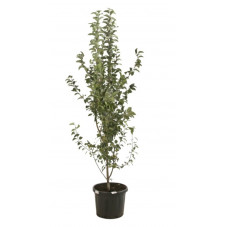 pommier à fleurs buisson grosse taille 200/225 cm pot de 50 litres