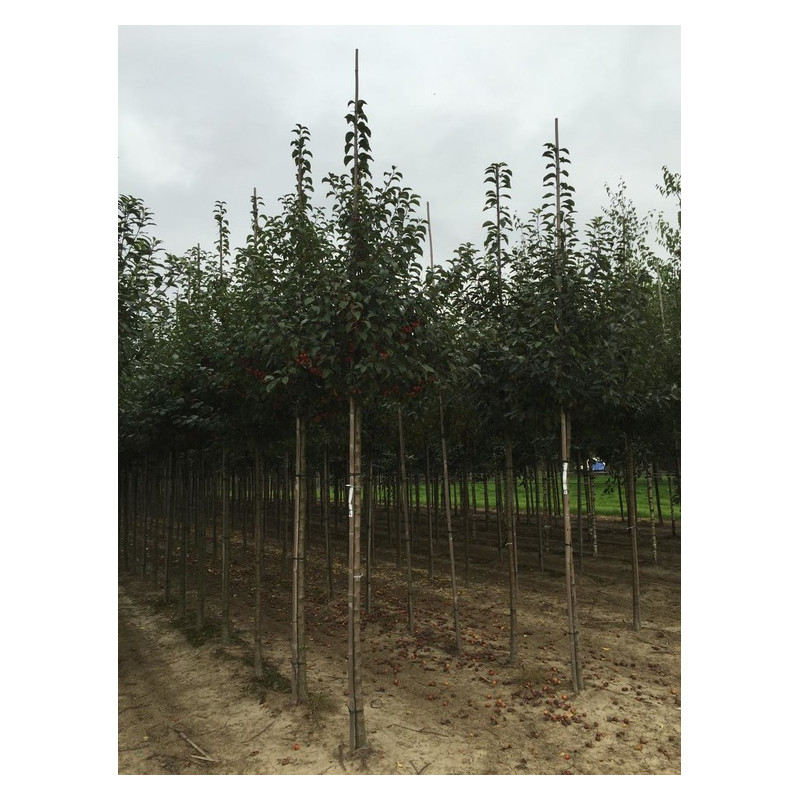 pommier à fleurs Evereste tige grosse taille circonférence 14/16 cm en motte grillagée