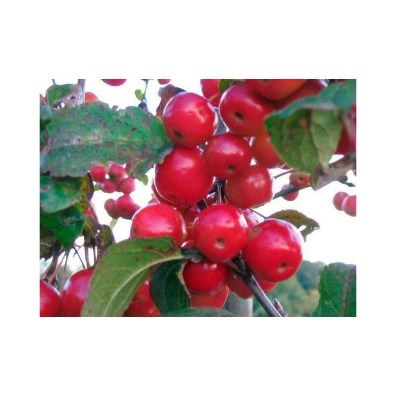 fruits décoratifs du pommier à fleurs Red Sentinelle (l'hiver après la chute des feuilles)