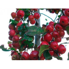 fruits du pommier à fleurs Red Sentinelle (décoratifs l'hiver après la chute des feuilles)