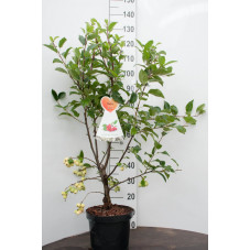 pommier à fleurs Red Sentinelle buisson 120/140 cm en pot de 7.5 litres