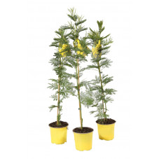 mimosa 80 cm en pot de 15 cm