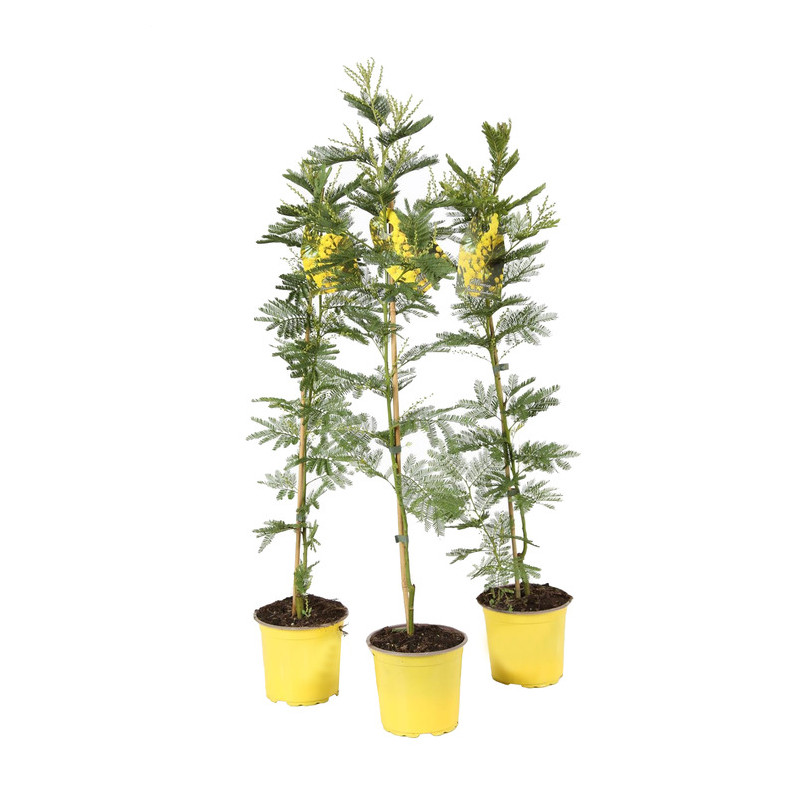 mimosa 80 cm en pot de 15 cm