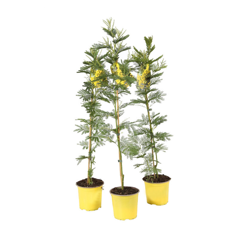 mimosa 80 cm en pot de 15 cm mimosa 80 cm en pot de 15 cm