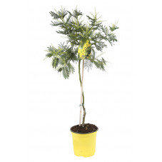 mimosa demi tige pot de 19 cm