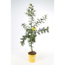 mimosa 150 cm en pot de 24 cm