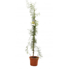 mimosa en baliveau 175/200 cm en pot de 10 litres