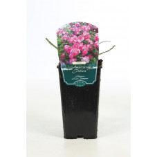 rosier liane American Pillar en pot de 3.5 litres