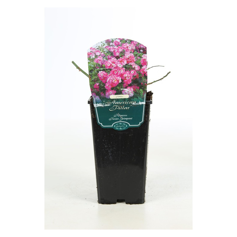 rosier liane American Pillar en pot de 3.5 litres