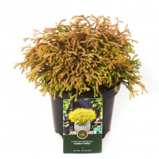 thuya du Canada golden Tuffet 25/30 cm pot de 2.5 litres