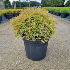 thuya golden tuffet 30/35 cm en pot de 5 litres