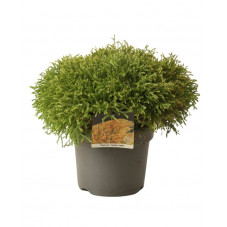 thuya du Canada Golden Tuffet 30/40 cm pot de 7.5 litres