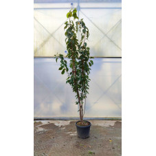 cerisier à fleurs amanogawa 250/270 cm en pot de 50 litres