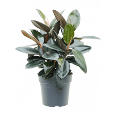 ficus elastica Abidjan 70 cm touffe en pot diamètre 30 cm