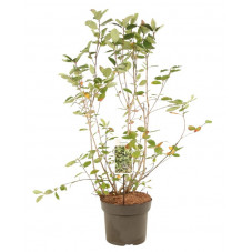 aronia noir 60/70 cm en pot de 10 litres