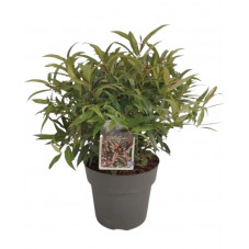 leucothoe burning love en pot de 21 cm 30/35 cm