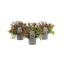 leucothoe burning love 20/25 cm en pot de 17 cm