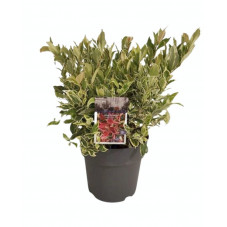 leucothoe Firestar 30/35 cm en pot de 21 cm