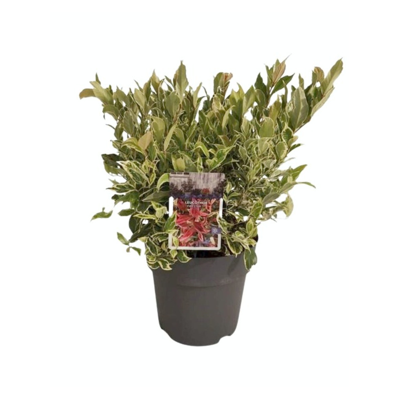 leucothoe Firestar 30/35 cm en pot de 21 cm