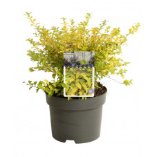 troene de Californie Lemon and Lime en pot de 2 litres - 30 cm