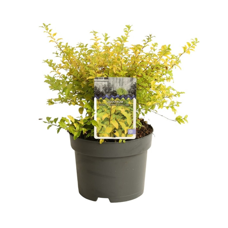 troene de Californie Lemon and Lime en pot de 2 litres - 30 cm