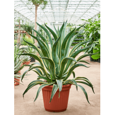 agave desmettiana variegata en taille 70 cm pot de 35 cm