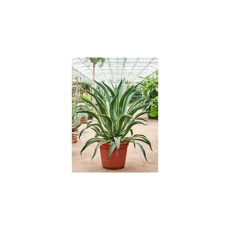 agave desmettiana variegata en taille 70 cm pot de 35 cm