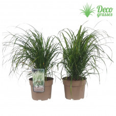 calamagrostis en pot de 3 litres - herbe aux diamants