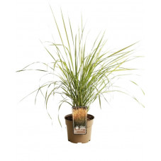 herbe aux diamants acutiflora England en pot de 3 litres