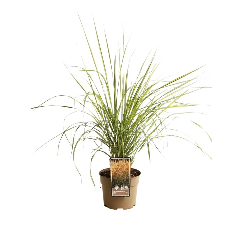 herbe aux diamants acutiflora England en pot de 3 litres