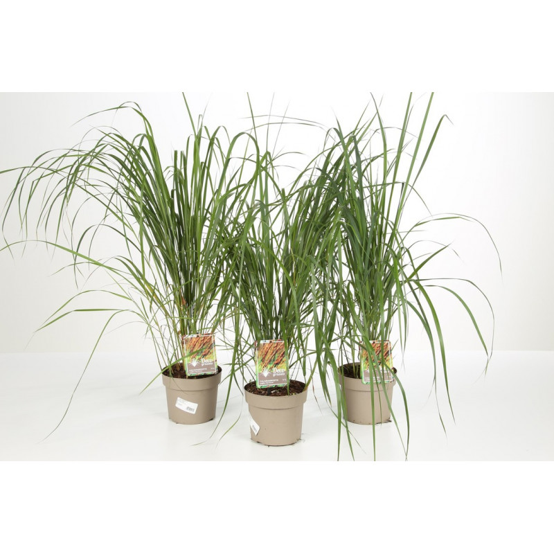 herbe aux diamants - calamagrostis Karl Foerster en pot de 3 litres herbe aux diamants - calamagrostis Karl Foerster en pot de 3 litres